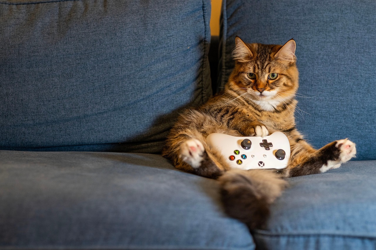 Cat, kitten, nature — Go Deeper Into Bonus Rounds With Money Train 4