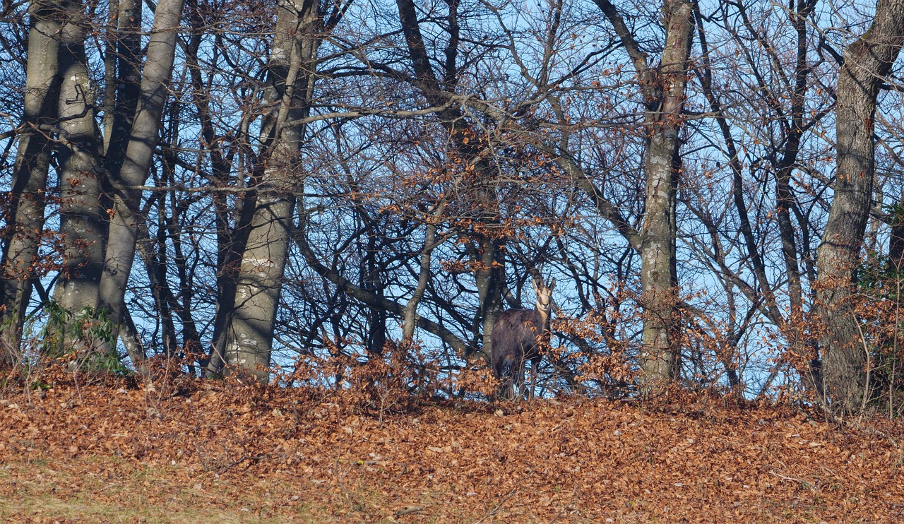 Chamois, wild animal, game viewing — How to Join and Play Safely on Slot 88 Site