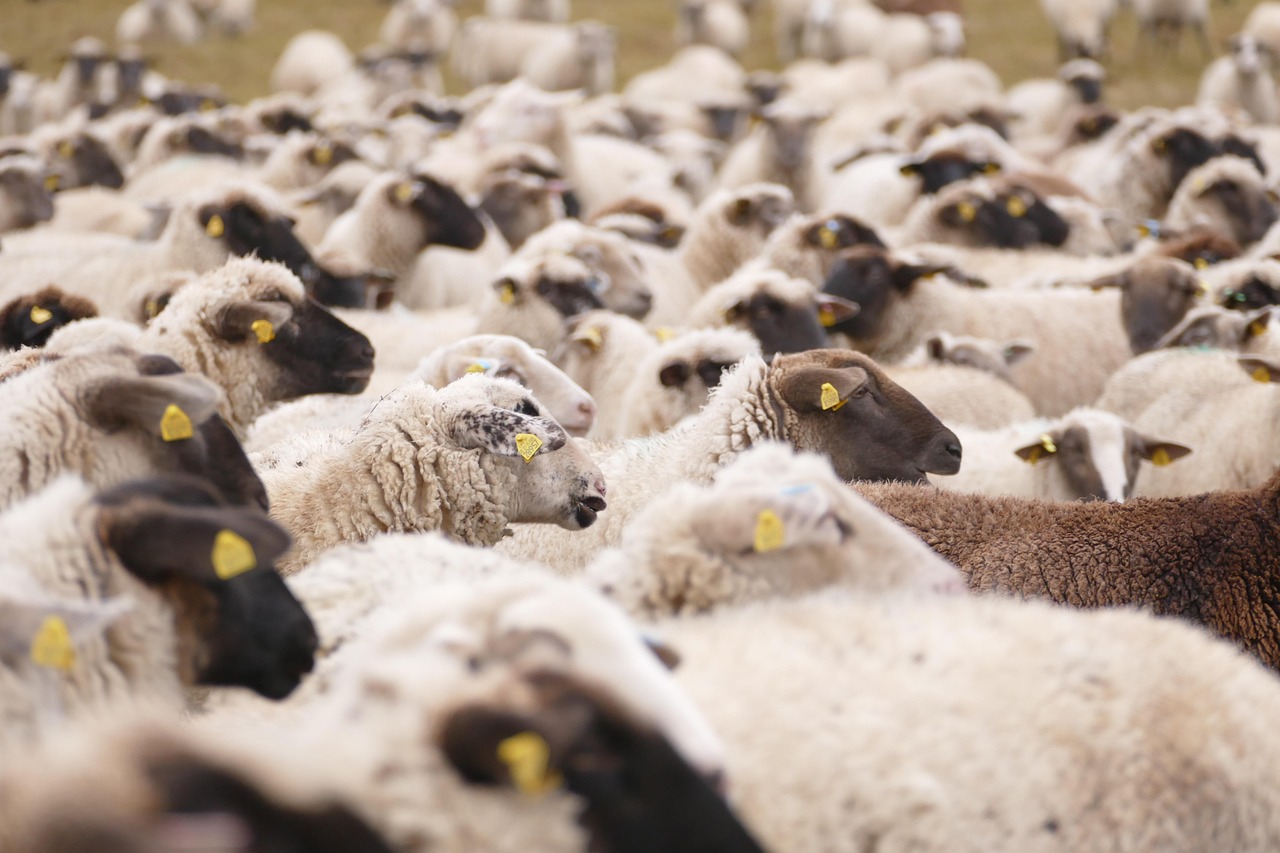 Sheeps, animals, mammals — Vavada sooduskood ja pakkumised 2026 aastal